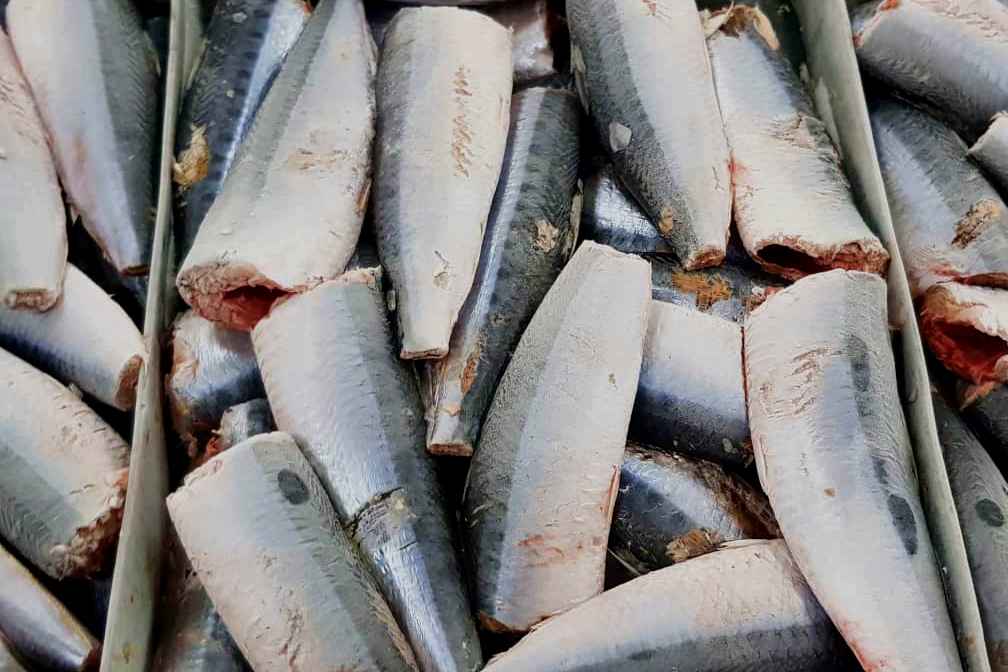 Sardin halal, segar dan bersih digunakan dalam produk Suri Bonda